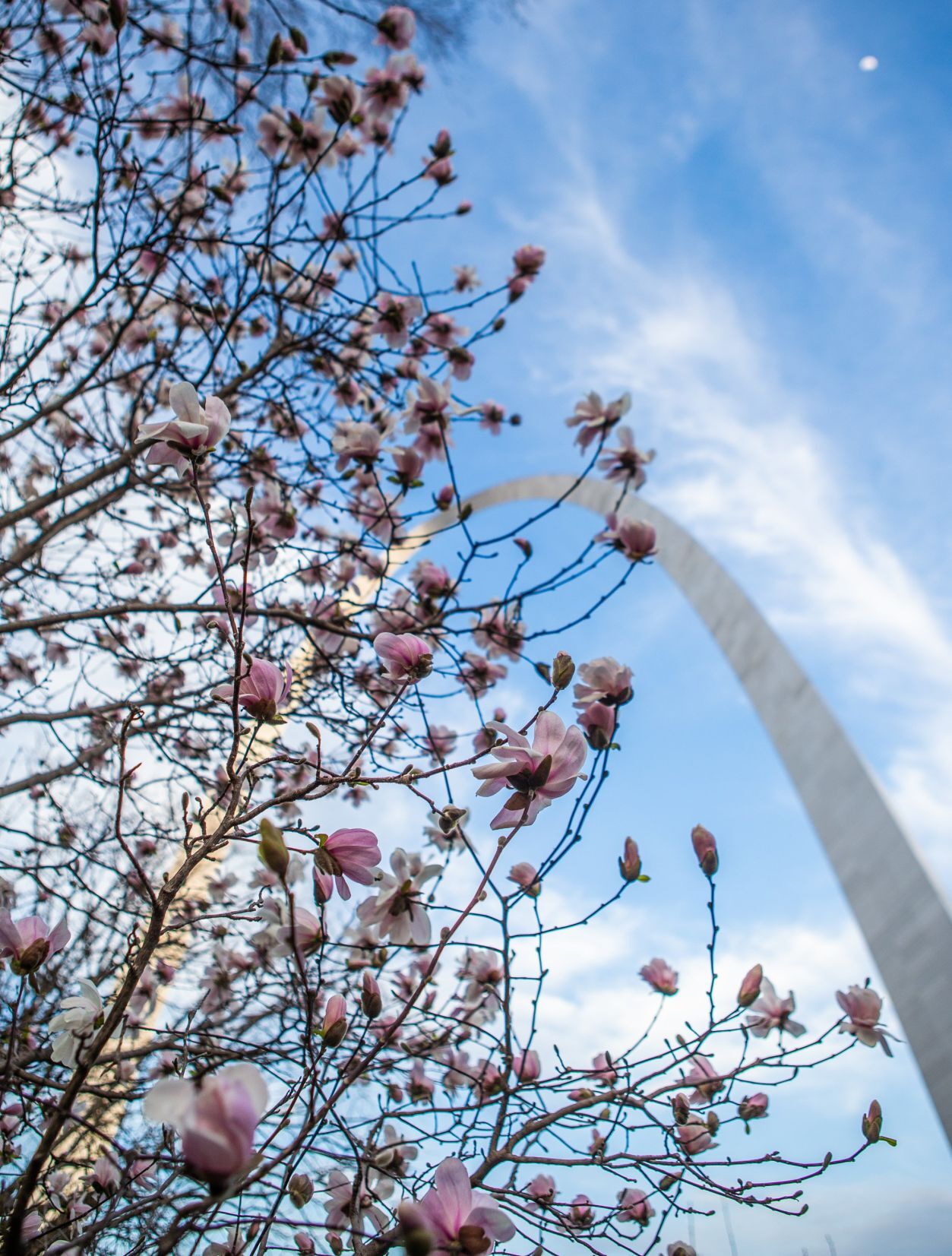 Spring blooms in St. Louis